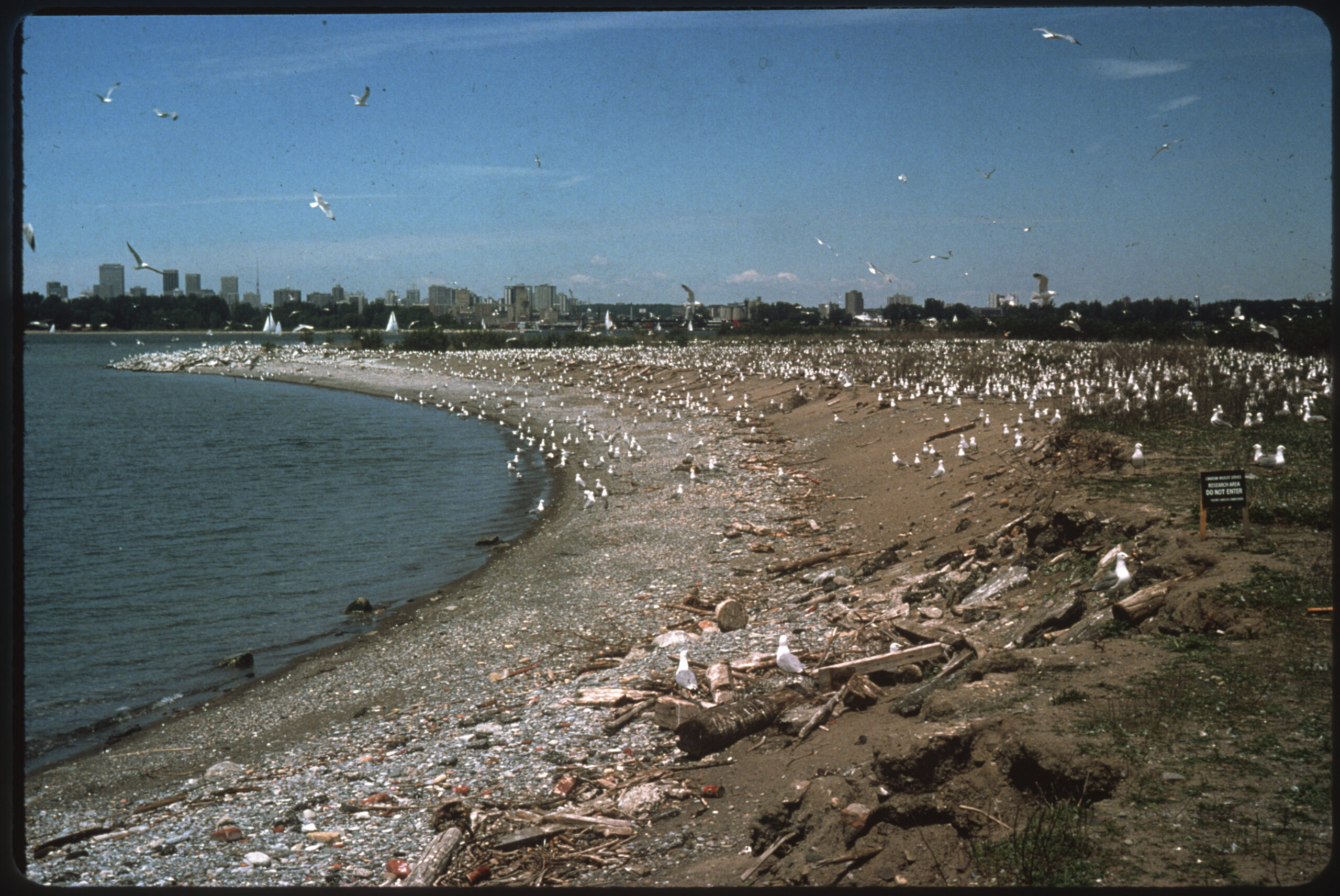 A large flock of seagulls gathers on a rocky beach, some flying overhead but most standing on the ground. On the left side of the photo, the beach curves around blue water. The right side of the photo shows the beach raising in elevation to a grassy area. In the far distance, a number of tall buildings can be seen.